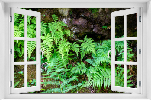 Fototapeta Naklejka Na Ścianę Okno 3D - Fougères vertes au milieu de rochers au fond d'un ravin