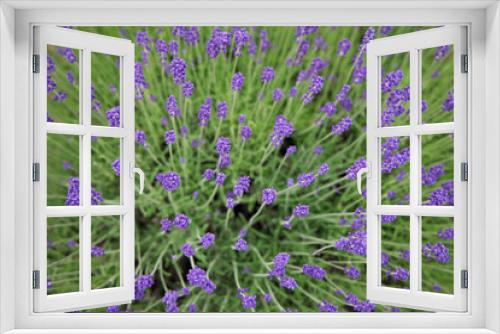 Fototapeta Naklejka Na Ścianę Okno 3D - ラベンダーの花上から見て