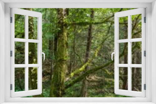 Fototapeta Naklejka Na Ścianę Okno 3D - Albero nel bosco