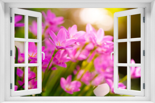 Fototapeta Naklejka Na Ścianę Okno 3D - Pink rain Lily (Zephyranthes rosea)