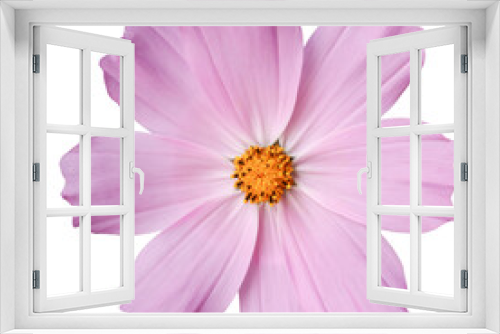 Fototapeta Naklejka Na Ścianę Okno 3D - Purple flower closeup on a white background.