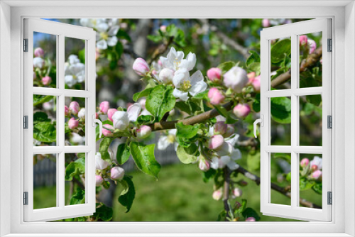 Fototapeta Naklejka Na Ścianę Okno 3D - Blooming apple blossom. Garden apple tree variety „Krüger pigeon apple“ (Malus domestica). Year of planting 1990.