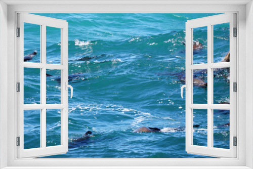 Fototapeta Naklejka Na Ścianę Okno 3D - Seals resting on South Africa seal island middle of blue strong wave ocean tourist attraction near Cape town
