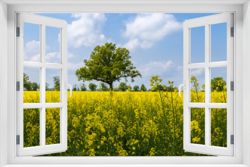 Fototapeta Naklejka Na Ścianę Okno 3D - Colorful yellow agricultural filelds iwth blooming canola, rapeseed or rape at sunny day with beautiful blue clouded sky and lonely tree