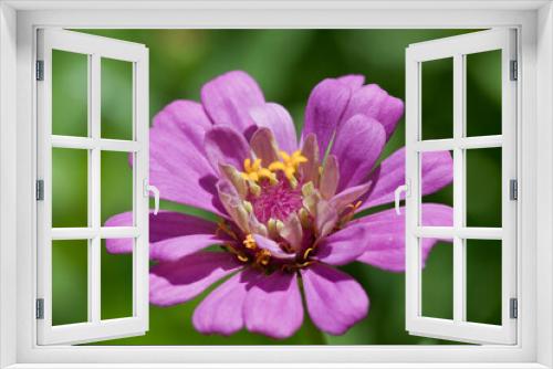 Fototapeta Naklejka Na Ścianę Okno 3D - Pink Purple Lavendar Zinnia Closeup of Petals