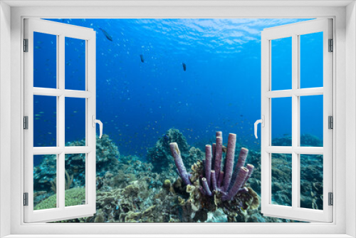 Fototapeta Naklejka Na Ścianę Okno 3D - Seascape with various fish, coral, and sponge in the coral reef of the Caribbean Sea, Curacao