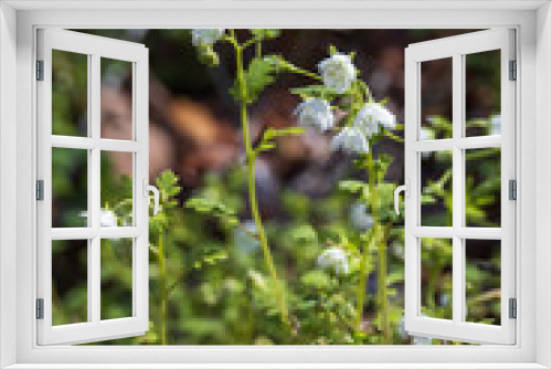 Fototapeta Naklejka Na Ścianę Okno 3D - Fringed Phacelia, small white wildflowers
