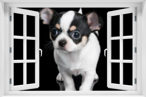 Fototapeta Naklejka Na Ścianę Okno 3D - Chihuahua puppy stands on black background
