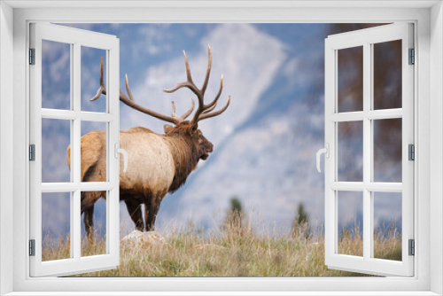 Fototapeta Naklejka Na Ścianę Okno 3D - Bull elk in the mountains