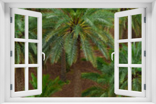 Fototapeta Naklejka Na Ścianę Okno 3D - Dates palm farm in Saudi Arabia