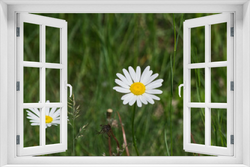Fototapeta Naklejka Na Ścianę Okno 3D - Daisies Blooming in the Grass