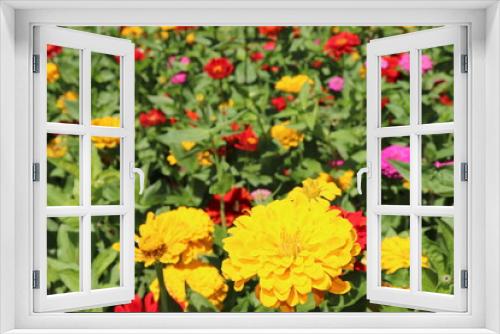 Fototapeta Naklejka Na Ścianę Okno 3D - 色とりどりの花が咲く場所
