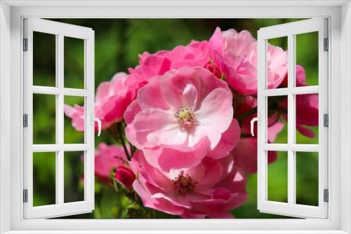 Fototapeta Naklejka Na Ścianę Okno 3D - Bright pink white China Rose full blooming flowerhead, under the sun.