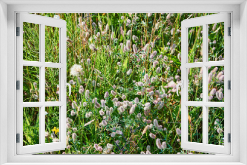 Fototapeta Naklejka Na Ścianę Okno 3D - łąka i kwiaty 