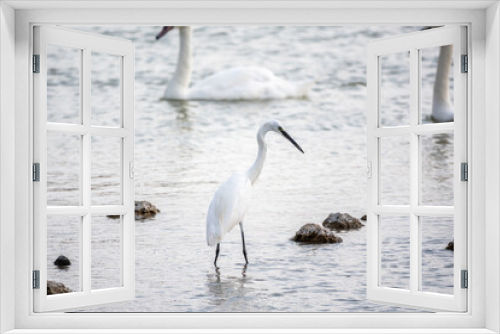 Fototapeta Naklejka Na Ścianę Okno 3D - The small white heron or Little egret stands in the lake
