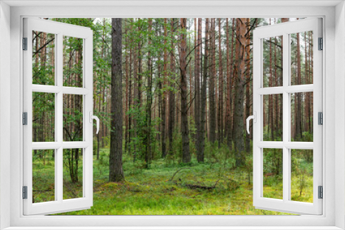 Fototapeta Naklejka Na Ścianę Okno 3D - Landscape of Belarus - pine forest