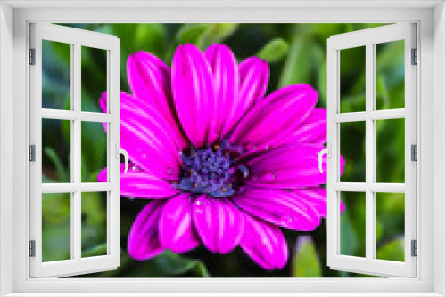 Fototapeta Naklejka Na Ścianę Okno 3D - Close-up on purple Cape Marguerite in a flowerbed