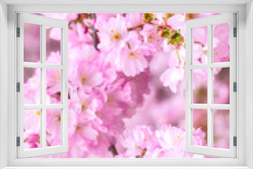 Fototapeta Naklejka Na Ścianę Okno 3D - Spring branches of blossoming cherry, Pink sakura flowers