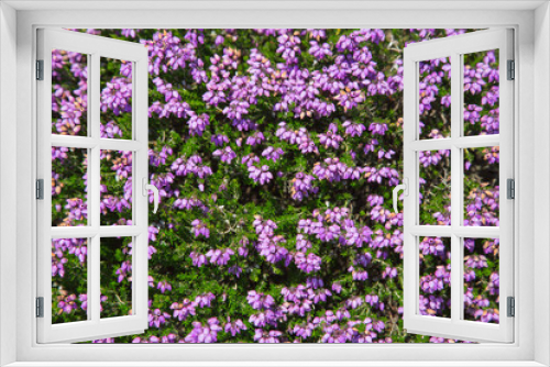 Fototapeta Naklejka Na Ścianę Okno 3D - Blooming heather or erica or calluna at Cap Fréhel, Brittany, France, close up, nature, texture, background