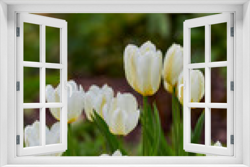 Fototapeta Naklejka Na Ścianę Okno 3D - White tulips growing, blossoming, flowering in a lush green garden. Bunch of didiers tulip flowers from tulipa Gesneriana species blooming in a park. Horticulture, cultivation of happiness and hope.
