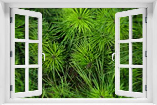 Fototapeta Naklejka Na Ścianę Okno 3D - Abstract background of fluffy fir branches