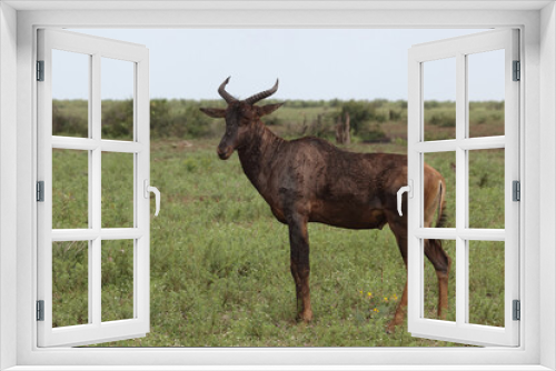 Fototapeta Naklejka Na Ścianę Okno 3D - Leierantilope oder Halbmondantilope / Common tsessebe / Damaliscus lunatus