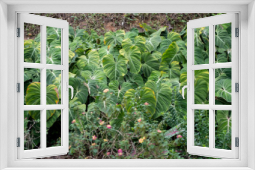 Fototapeta Naklejka Na Ścianę Okno 3D - Defocus of a lots of wild Philodendron Gloriosum in the jungle.