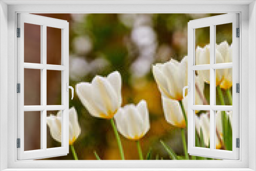 Fototapeta Naklejka Na Ścianę Okno 3D - Beautiful white tulips growing in the garden in early spring on a sunny day. Vibrant flowers blooming outdoors in a park on a summer afternoon. Botanical foliage blossoming in nature
