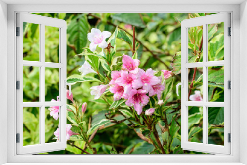 Fototapeta Naklejka Na Ścianę Okno 3D - Many light pink flowers of Weigela florida plant with flowers in full bloom in a garden in a sunny spring day, beautiful outdoor floral background photographed with soft focus.