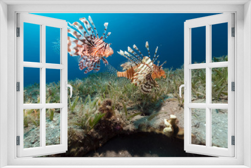 Fototapeta Naklejka Na Ścianę Okno 3D - The tropical waters of the Red Sea.