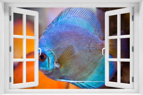 Fototapeta Naklejka Na Ścianę Okno 3D - colorful discus fish