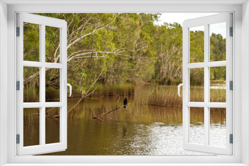 Fototapeta Naklejka Na Ścianę Okno 3D - Australasian Darter male bird in a lake area, surrounded by native trees. 