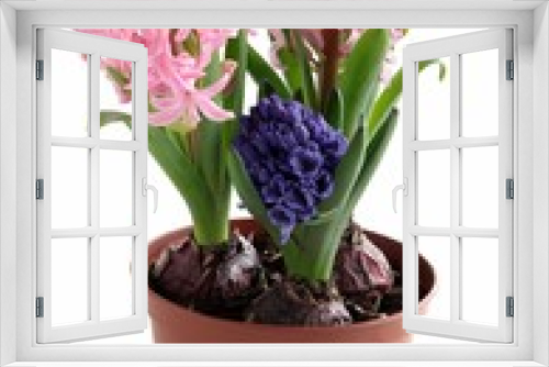 Fototapeta Naklejka Na Ścianę Okno 3D - lila and pink hyacinth flowers