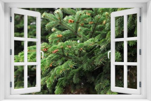 Fototapeta Naklejka Na Ścianę Okno 3D - Closeup view of beautiful conifer tree with green branches