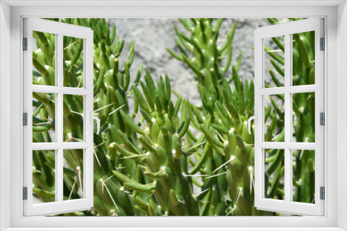 Fototapeta Naklejka Na Ścianę Okno 3D - Cute Green spike cactus houseplant. Selective focus close-up top-view shot on Golden barrel cactus. Thorn cactus texture background, close up.