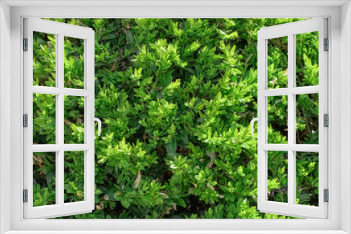 Fototapeta Naklejka Na Ścianę Okno 3D - Green leaves wall hedge as background of fresh boxwood