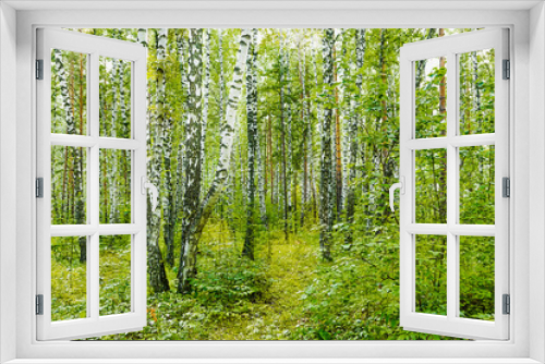 Fototapeta Naklejka Na Ścianę Okno 3D - Fragment of dense birch grove and forest in summer or spring