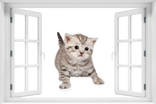 Fototapeta Naklejka Na Ścianę Okno 3D - Scottish fold kitten isolated on white background