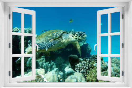 Fototapeta Naklejka Na Ścianę Okno 3D - Hawksbill sea turtle (CR species) Hawksbill Turtle - Eretmochelys imbricata.