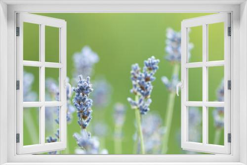 Fototapeta Naklejka Na Ścianę Okno 3D - Lavender flowers in the summer, Floral background,