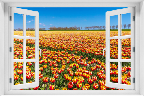 Fototapeta Naklejka Na Ścianę Okno 3D - Blooming colorful Dutch yellow red tulips flower field under a blue sky.