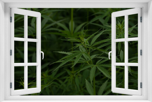 Fototapeta Naklejka Na Ścianę Okno 3D - green cannabis plant with leafes on marihuana field farm