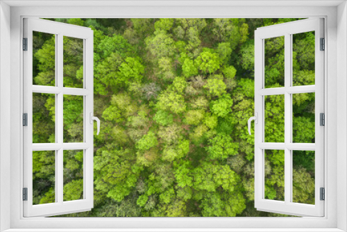 Fototapeta Naklejka Na Ścianę Okno 3D - Top down flat aerial view of dark lush forest with green trees canopies in summer
