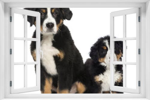 Fototapeta Naklejka Na Ścianę Okno 3D - Two Young Bernese Mountain dogs, 3,5 months old and puppy, next