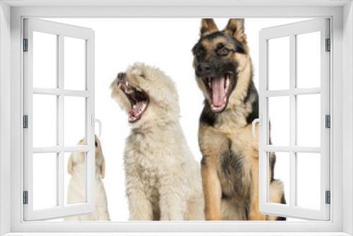 Fototapeta Naklejka Na Ścianę Okno 3D - three dogs yawning, sitting, isolated on white