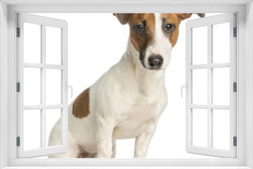Fototapeta Naklejka Na Ścianę Okno 3D - Jack Russell Terrier, sitting and looking at the camera