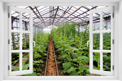Fototapeta Naklejka Na Ścianę Okno 3D - Growing cucumbers in a greenhouse. Unique greenhouse for growing vegetables. Transparent, with natural light.