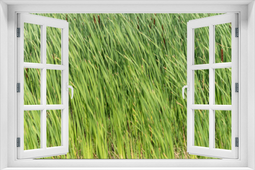 Fototapeta Naklejka Na Ścianę Okno 3D - green reeds background