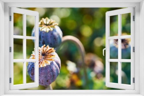 Fototapeta Naklejka Na Ścianę Okno 3D - mak ozdobny, mak ogrodowy, makówka, Papaver