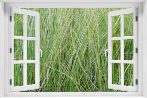 Fototapeta Naklejka Na Ścianę Okno 3D - Close up Grass Meadow in the Park
